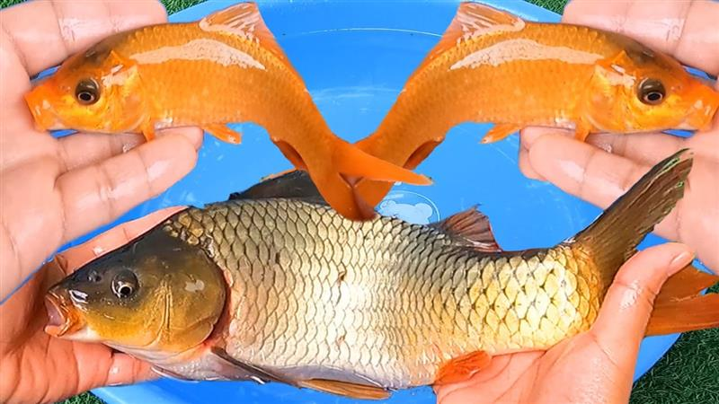 Giải mã nằm mơ bắt được cá đánh lô đề con gì?